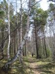 a walk in the woods around Lake Baikal