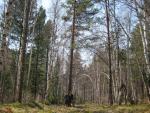 walking through the forests around Listvyanka
