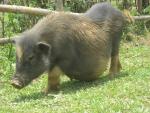 why do they call them pot-bellied?