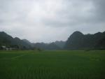 Paddy fields on Cat Ba